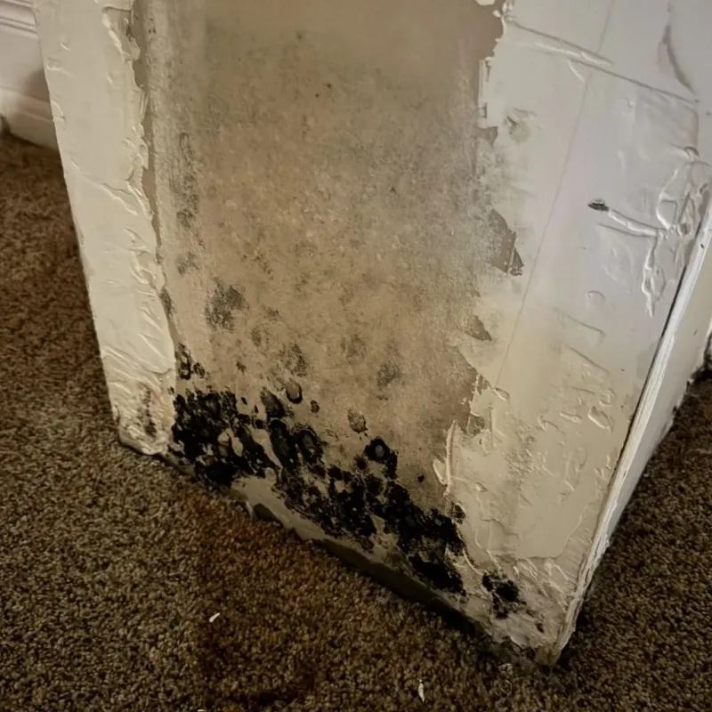 Professional Mold Removal in McKeesport, PA